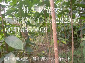 中药材树苗：掌叶覆盆子和红树莓的商机