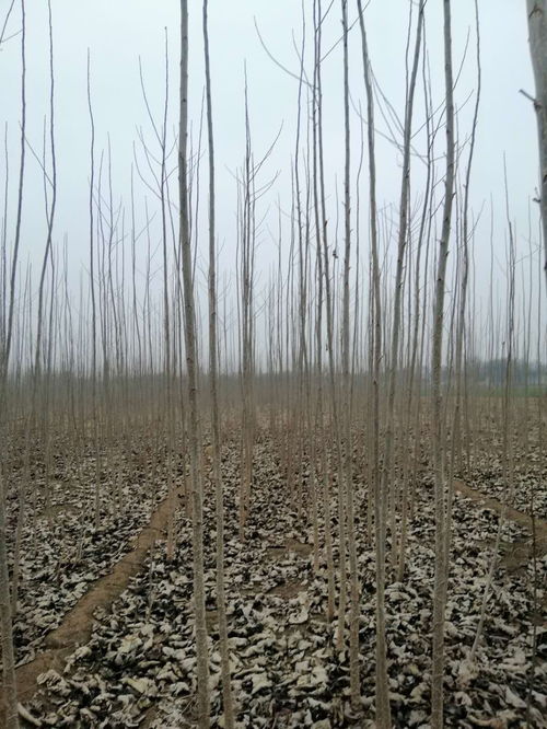 速生杨扦插育苗，如何提高生根率及成活率？