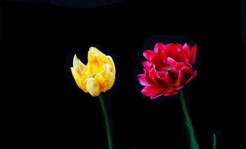 黄玫瑰——友谊的见证