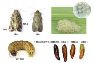 虫子的自我保护