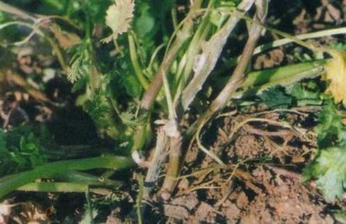 芹菜菌核病用什么药物进行治疗？哪种药物治疗效果最好