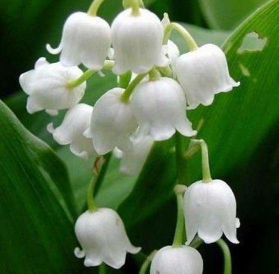 铃兰花适合什么花盆？新手养铃兰必看指南