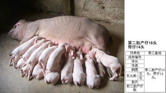 母猪产后发热成拦路虎？如何实现哺乳期采食量最大化