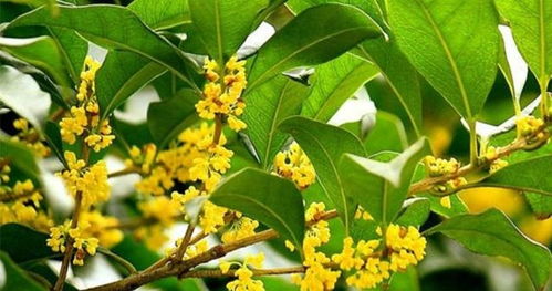 桂花品种大盘点