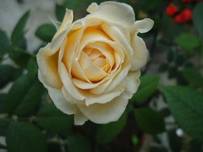 土壤大揭秘：月季生长的秘密基地