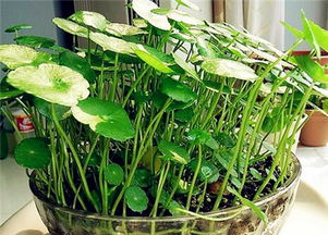 小苗成长记：防治病虫害的农药大揭秘