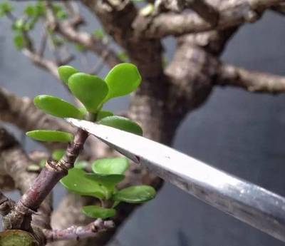 招式四：修剪得当，恢复优美造型