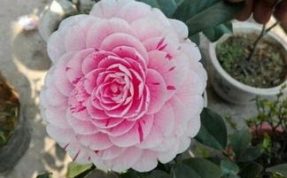 月季施肥，这事儿得讲究点时辰和方法！