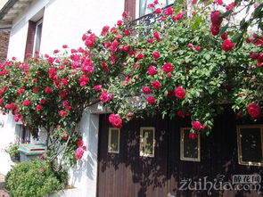 翻盆技巧， 避免损伤根系的小窍门