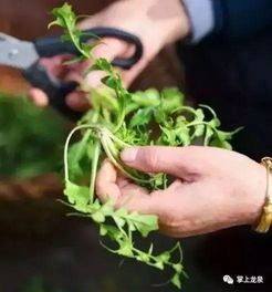 荠菜花：春季野菜