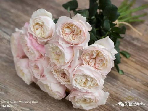 婚礼白玫瑰的浪漫邂逅