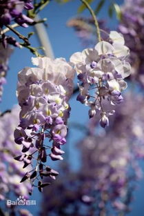 春季秋季是紫藤换盆的好时机