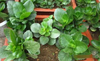 花卉不旺盛，怎么办？