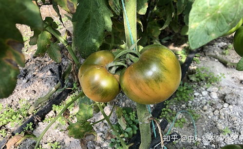 葱籽播种后如何快速出苗
