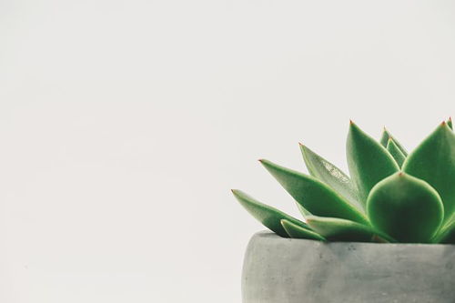 生命力超强的懒人植物？这几种你养过吗