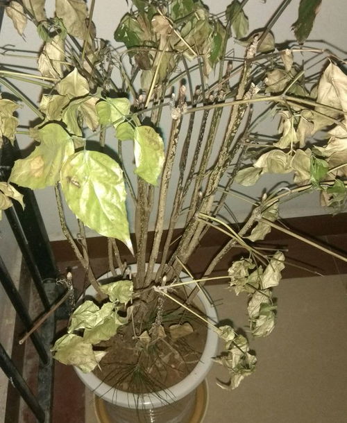 花卉冻伤如何快速恢复？有效方法有哪些