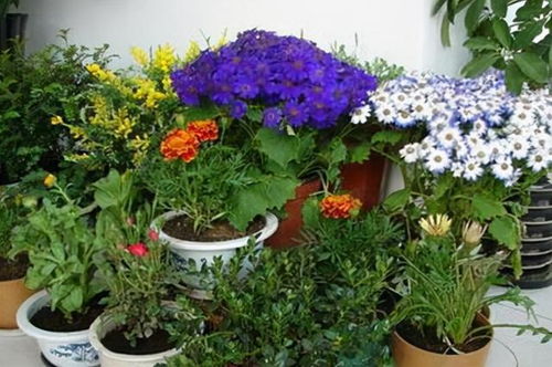 冬日花卉种植宝典：北京冬季养花指南！