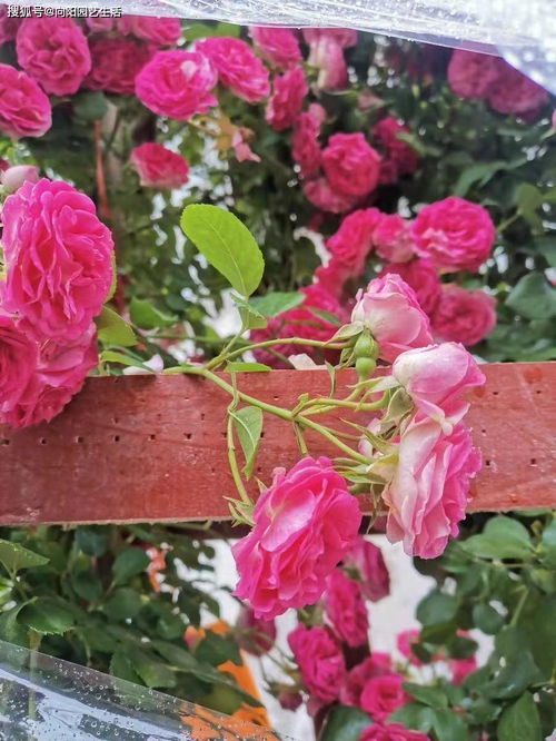 版权费，贵得让人头疼