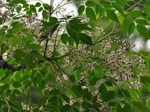 树木的药用价值：穿越时空的神奇力量