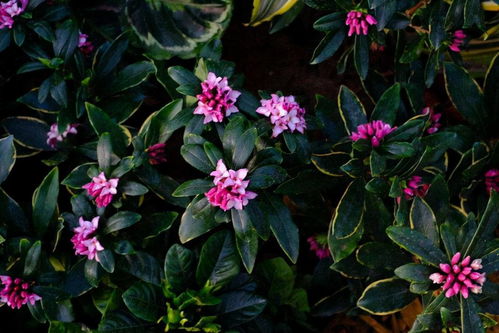 科学养护延长花期40%