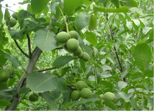 花生病虫害防治技术中，如何有效运用生物防治方法降低病虫害发生