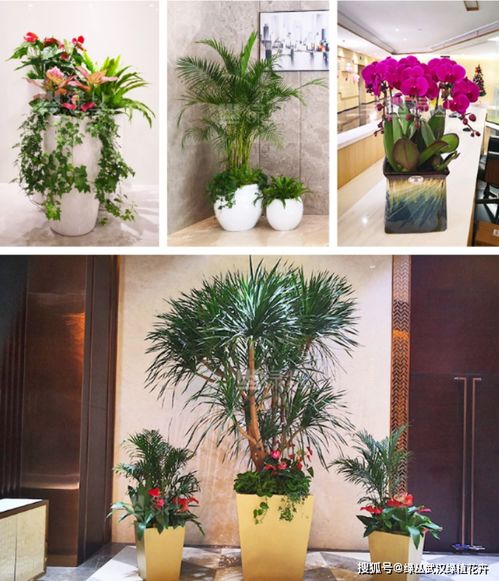 绿植花卉，家居装饰的亮点