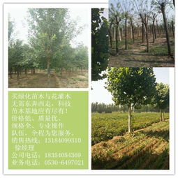 栽植技术要点在选择法桐时