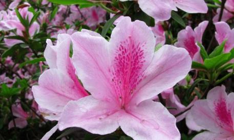 杜鹃花， 中国的十大名花之一