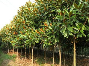 嫁接苗繁育，砧木要选对