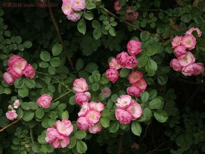 蔷薇花色多样， 让人眼花缭乱