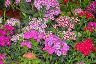 北方耐寒宿根草花，冬日里的缤纷色彩