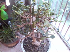 玉树叶子掉落，是缺水还是病虫害？