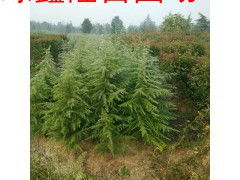 雪松的壮丽与神秘