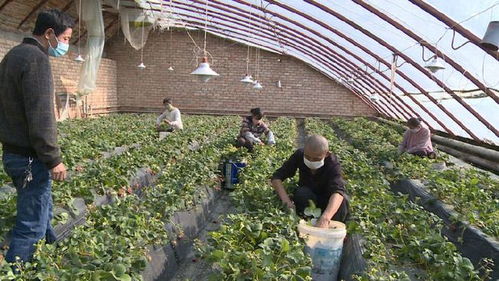 新疆兵团第八师石总场职工采收籽用西葫芦
