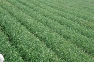 车前子种植的收益预测