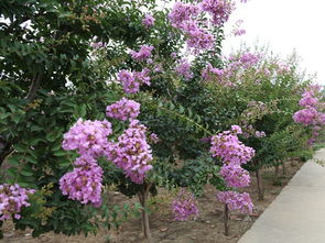 紫薇小苗适宜的土壤条件