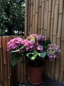 绣球花浇水需要注意什么如何掌握浇水频率才能打造迷人花园