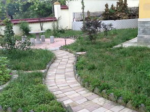 庭院绿化低矮草种大盘点，我家地儿咋种