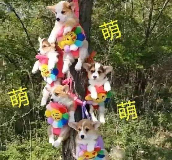 小狗尾巴像风车？摇来摇去萌翻啦