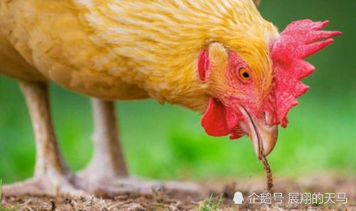 揭秘鸡误食泡沫之谜:健康隐患不容忽视!