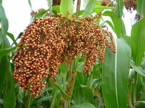 ⑩ 病虫害防治三十六计