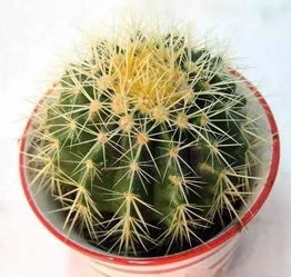 季节变化， 金虎的适应之道