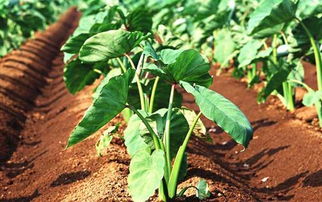 芋头农药残留的检测方法种种