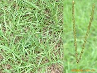 生态草种，首选百喜草！