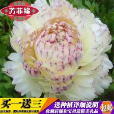 花毛茛种球保存技巧：掌握最佳浸泡时间，确保生长无忧