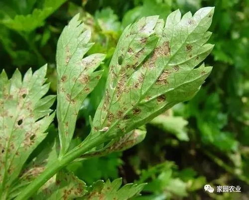 二、 己唑醇抑制作物生长吗