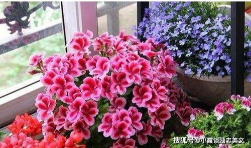 牡丹花养殖，如何让花开得更艳丽