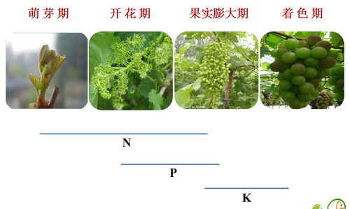 黑莓高产：如何通过优化种植技术和管理实现高产量
