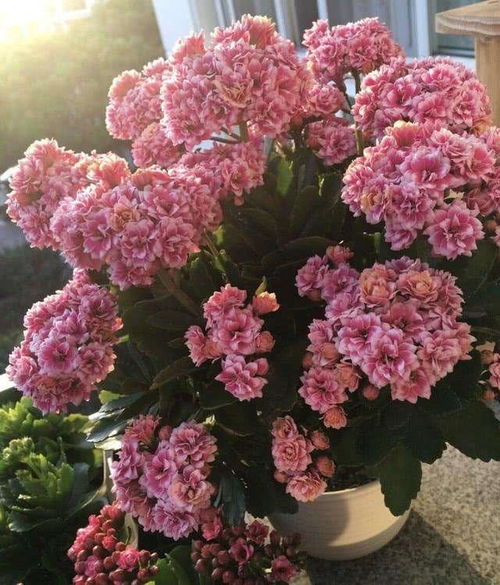 无洞盆种花的小秘密