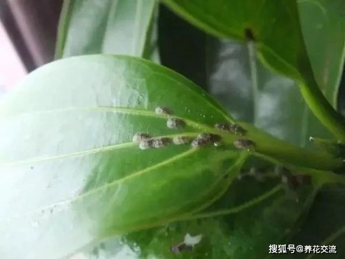 月季介壳虫防治，揭秘那些小窍门！